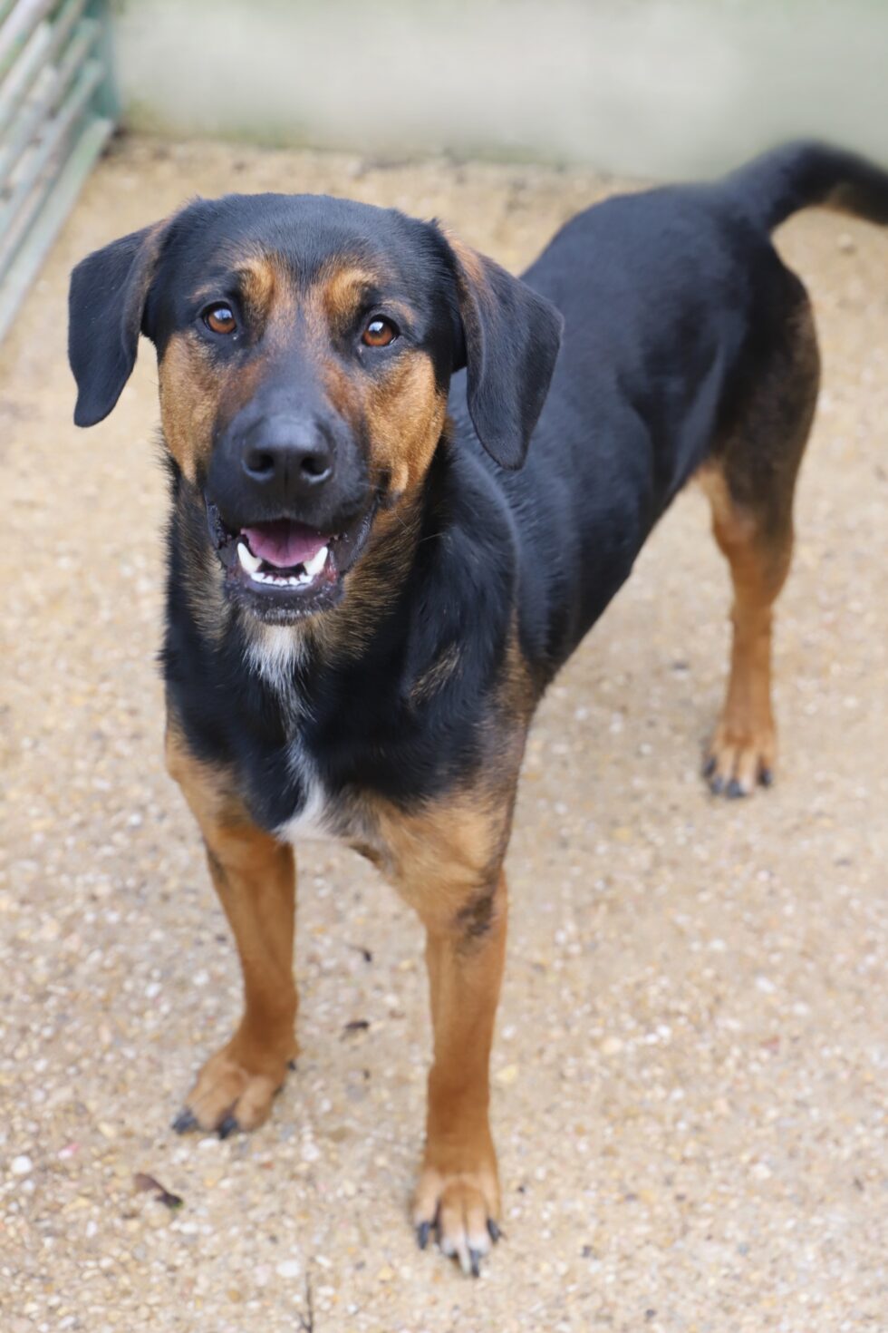 Ykar croisé beauceron né le 10/02/2018 F782dd10