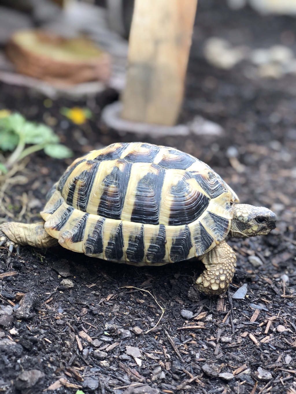 Besoin d’aide pour identifier ma tortue  A828fb10