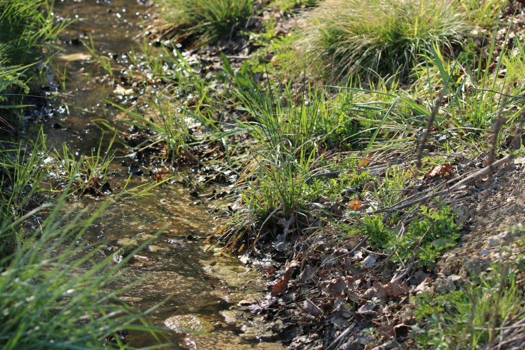 Carex cuprina ? Carex410