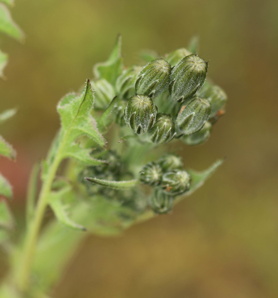 Crepis vesicaria vs Crepis biennis ? Ves10