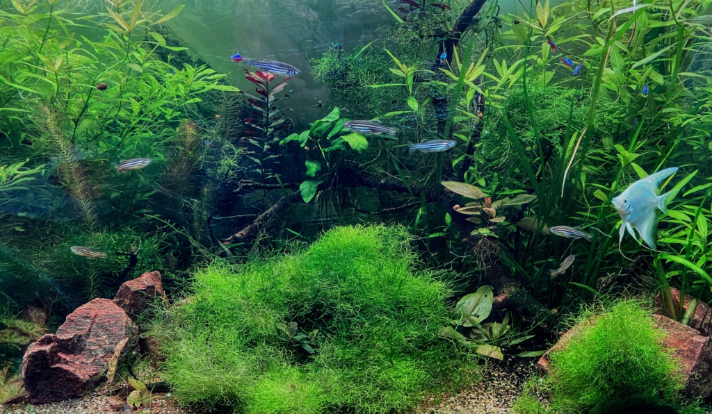 [Vends] Plantes aquarium après taille  [33] Img_0210