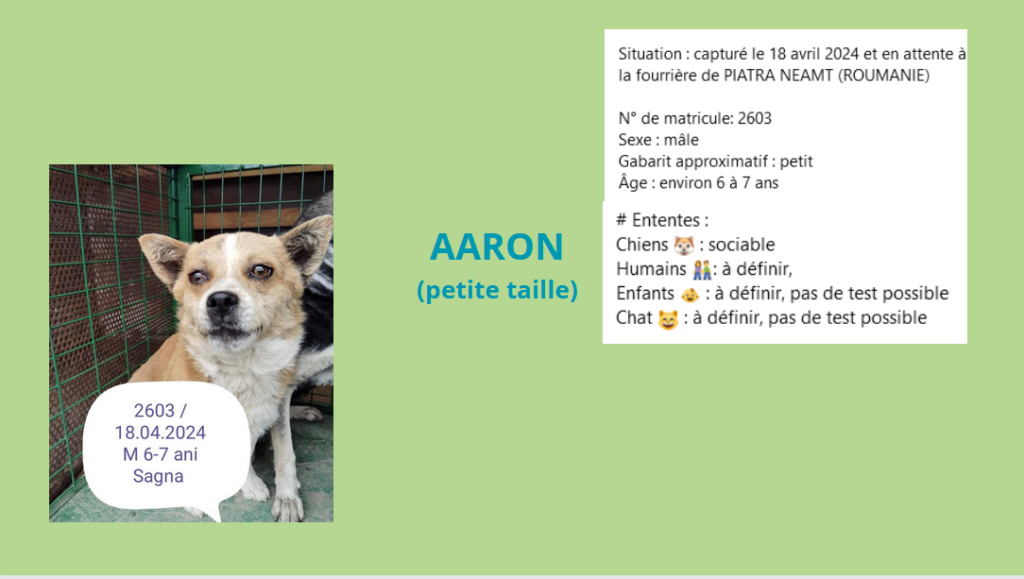  - AARON, 2603, M X, PETITE TAILLE (PIATRA/FOURRIERE) Aaron10