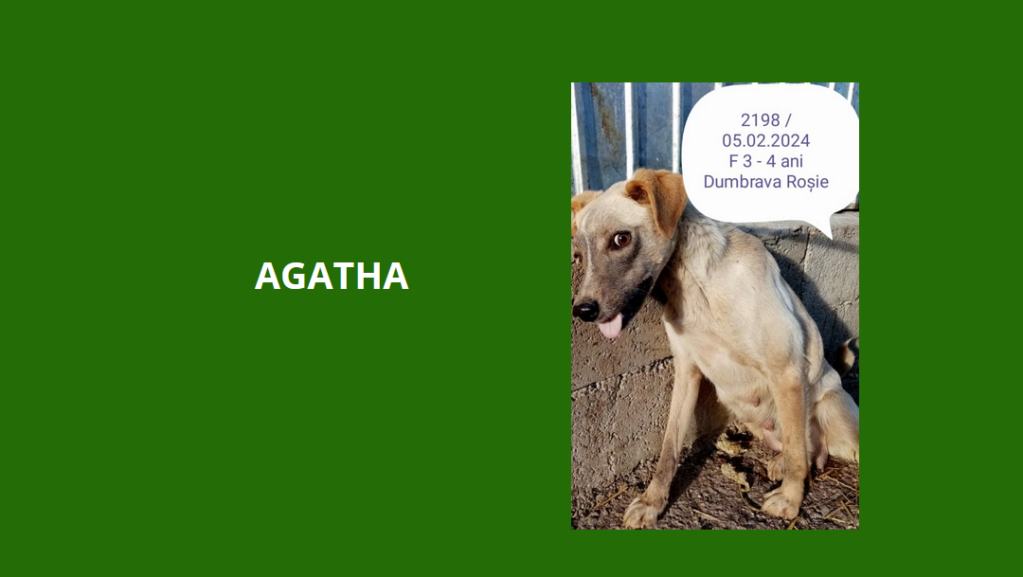 AGATHA, 2198, F X, TAILLE MOYENNE, TRES MAIGRE (PIATRA/FOURRIERE) Agatha10