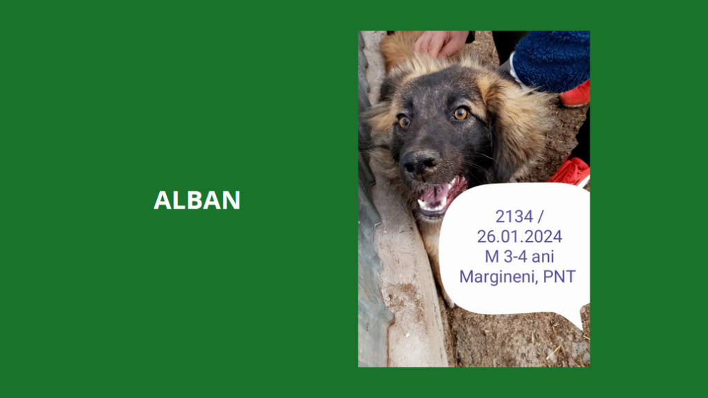  - ALBAN, 2134, M X, TAILLE MOYENNE (PIATRA/FOURRIERE) box 32 Alban10