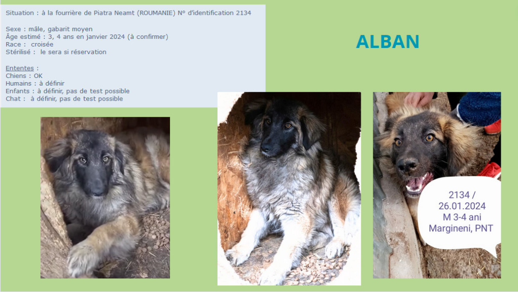  - ALBAN, 2134, M X, TAILLE MOYENNE (PIATRA/FOURRIERE) box 32 Alban210