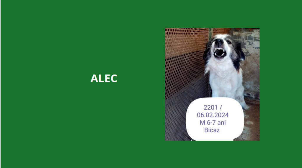  février 2024 : Loulou(te)s entre 5 et 7 ans en urgence euthanasie  - Page 3 Alec10