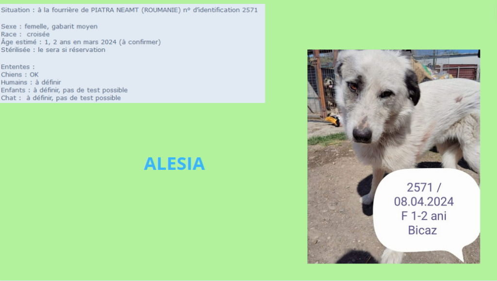 ALESIA, 2571,  F X, TAILLE MOYENNE (PIATRA/FOURRIERE) Alesia10