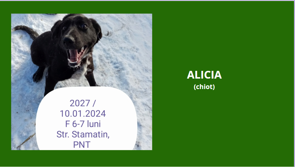 alicia - ALICIA, 2027, chiot F X, née en 2023, taille adulte à définir (PIATRA/FOURRIERE) - box 46 Alicia10