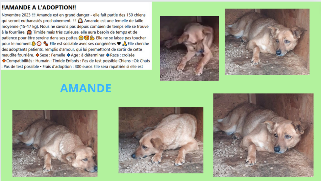 AMANDE, F-X, TAILLE MOYENNE (FOURRIERE/PIATRA) URGENCE EUTHANASIE Amande11