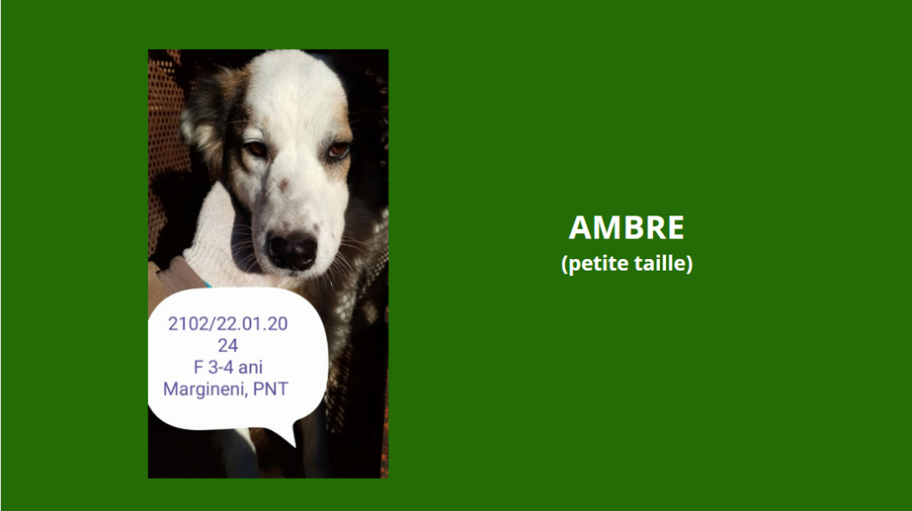 février 2024 : Loulou(te)s entre 3 et 4 ans en urgence euthanasie  Ambre10