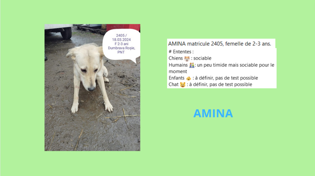 Avril 2024 : les filles en urgence euthanasie - Page 8 Amina11