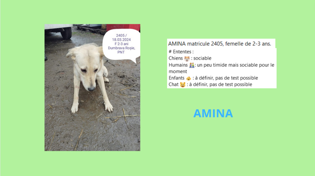 URGENCE EUTHANASIE A LA FOURRIERE DE PIATRA   - Page 36 Amina11