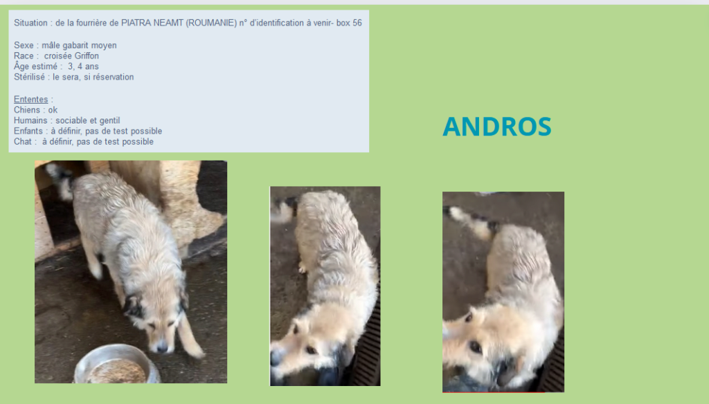  - ANDROS, M X Griffon , TAILLE MOYENNE (PIATRA/FOURRIERE) Andros10