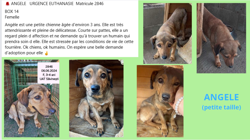 angele - ANGELE, 2846, F X TECKEL, (PIATRA/FOURRIERE - box 14) - URGENCE EUTHANASIE - RESERVEE PAR CENT PAS Angele12