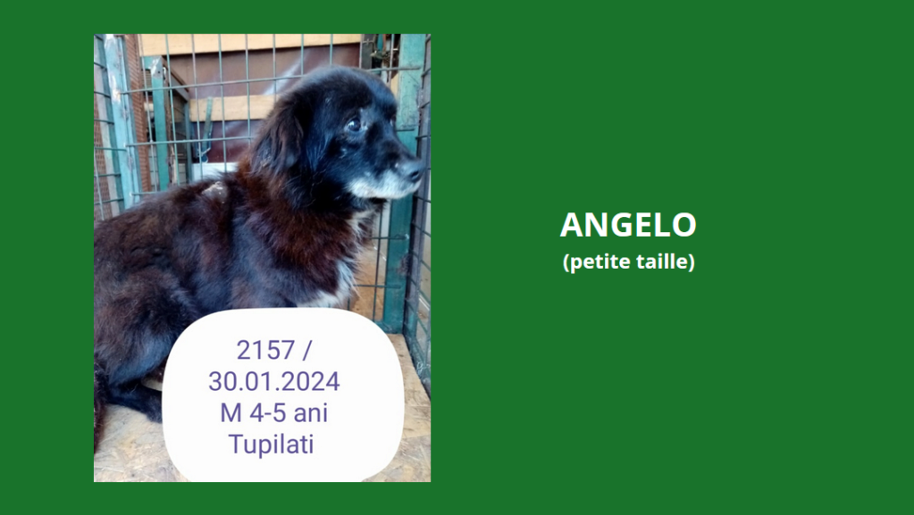 février 2024 : Loulou(te)s entre 3 et 4 ans en urgence euthanasie  - Page 3 Angelo10