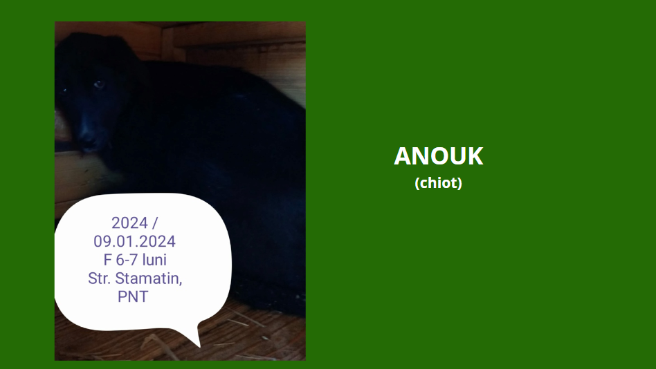 ANOUK, 2024, chiot F X, née en 2023, taille adulte à définir (PIATRA/FOURRIERE) Anouk10