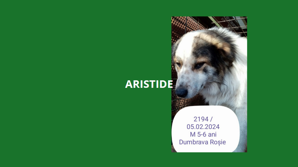 ARISTIDE, 2194, TAILLE MOYENNE/GRANDE  (PIATRA/FOURRIERE) - box 53 Réservé Asso. Suisse Aristi10