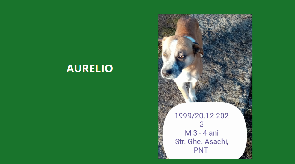 aurelio - AURELIO, 1999, M X, TAILLE MOYENNE (PIATRA/FOURRIERE) Aureli10