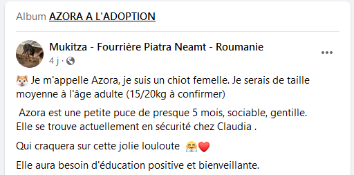 fifilles - décembre 2022 : ces fifilles ont toujours besoin d'un foyer  - Page 4 Azora10