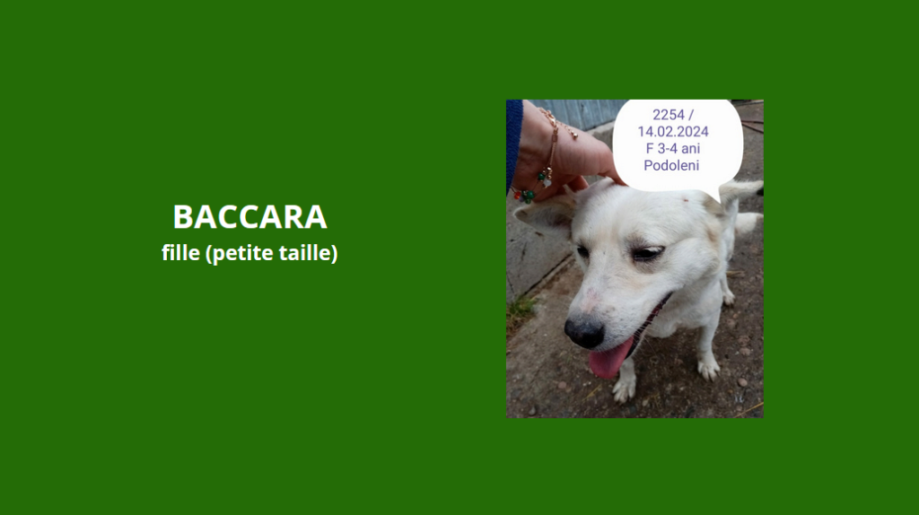baccara - BACCARA, 2254, F X, PETITE TAILLE (PIATRA/FOURRIERE) Baccar10