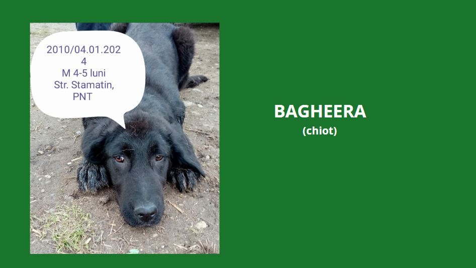 BAGHEERA, 2010, chiot M X, né en 2023, taille adulte à définir (PIATRA/FOURRIERE) Baghee10