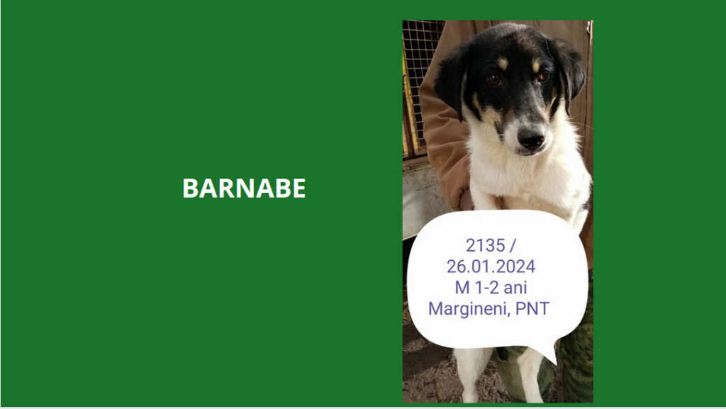 barnabe - BARNABE, 2135, M X, TAILLE MOYENNE (PIATRA/FOURRIERE) box 32 Barnab10