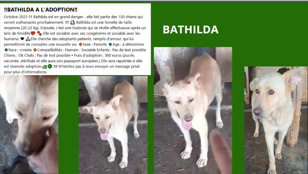 bathilda - BATHILDA, F-X, TAILLE MOYENNE (PIATRA/FOURRIERE) - URGENCE EUTHANASIE Bathil10