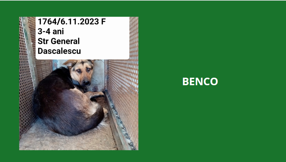 février 2024 : Loulou(te)s entre 3 et 4 ans en urgence euthanasie  Benco10