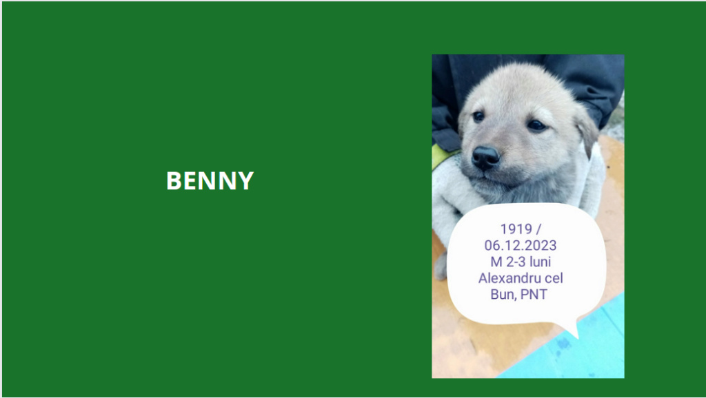 BENNY-1919, M-X, né 2023, taille adulte à déterminer (PIATRA/FOURRIERE), réservé par la SPA GEX Benny10
