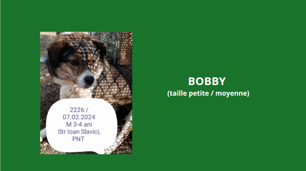 février 2024 : Loulou(te)s entre 3 et 4 ans en urgence euthanasie  - Page 4 Bobby10