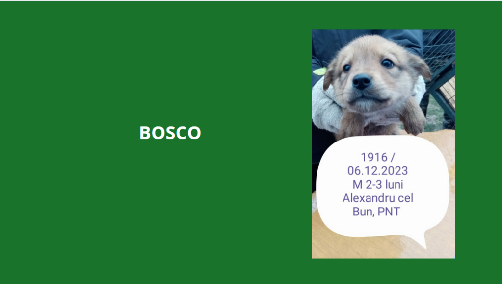 décembre 2023 : des chiots et de très jeunes loulou(te)s en urgence euthanasie Bosco10