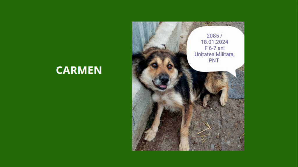 carmen - CARMEN, 2085, F X, TAILLE MOYENNE (PIATRA/FOURRIERE) Carmen10