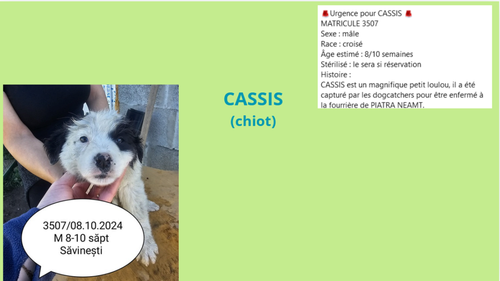 CASSIS, 3507, chiot M X, taille adulte à définir (PIATRA/FOURRIERE - box PUI 1) urgence euthanasie Cassis10