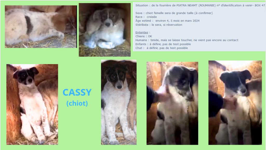 CASSY, chiot F X, sera de grande taille (PIATRA/FOURRIERE) box 47A Cassy10