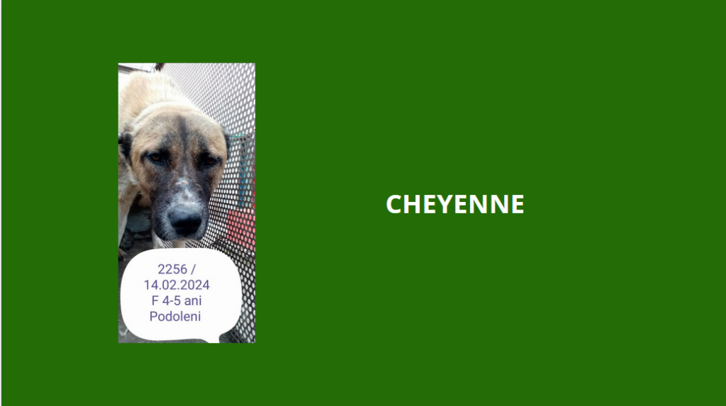  - CHEYENNE, 2256, F X, GRANDE TAILLE (PIATRA/FOURRIERE) Réservée par Vakanima Cheyen11