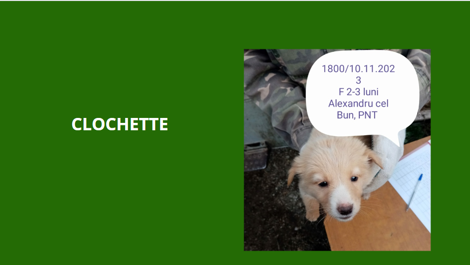 décembre 2023 : des chiots et de très jeunes loulou(te)s en urgence euthanasie - Page 4 Cloche10