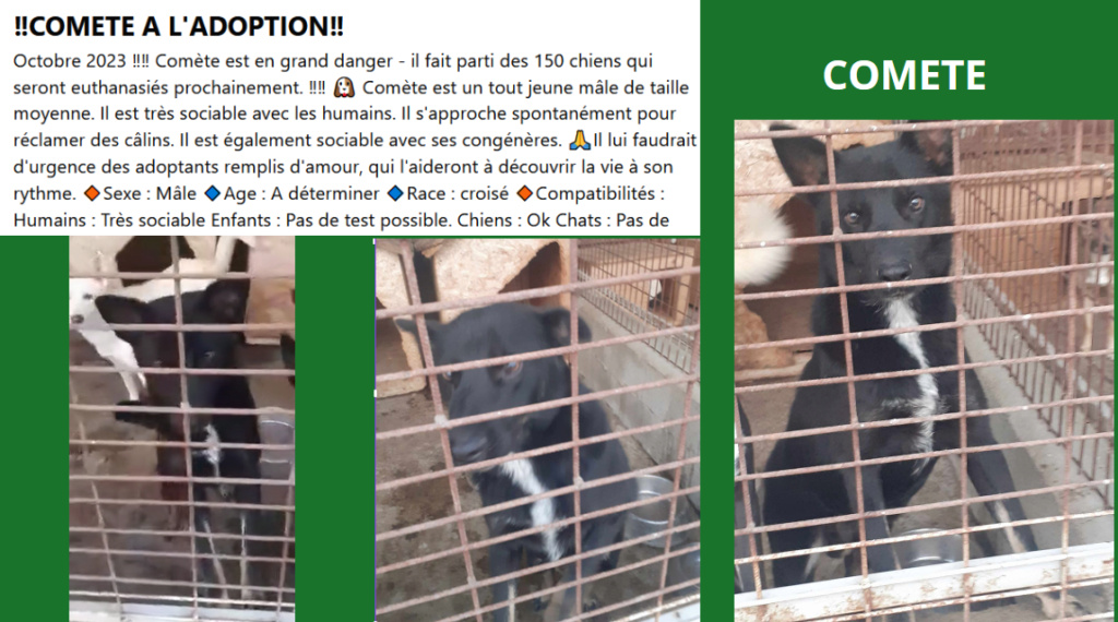 URGENCE EUTHANASIE A LA FOURRIERE DE PIATRA   - Page 29 Comete13