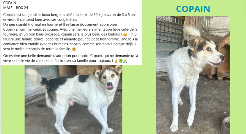 copain - COPAIN, M X, GRANDE TAILLE (PIATRA/FOURRIERE - box 24) urgence euthanasie Copain10