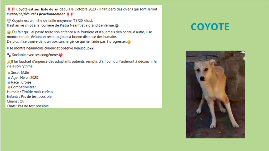 Avril 2024 : les p'tits gars en urgence euthanasie - Page 7 Coyote10