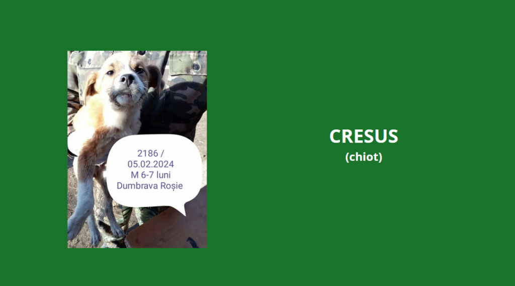 CRESUS, 2186, chiot M X, né EN 2023, taille adulte à définir (PIATRA/FOURRIERE) Cresus10