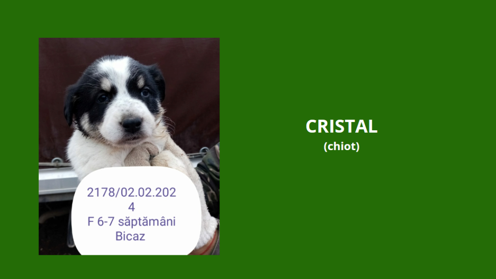 CRISTAL, 2178, chiot F X, née en 2024, taille adulte à définir (PIATRA/FOURRIERE) Crista10