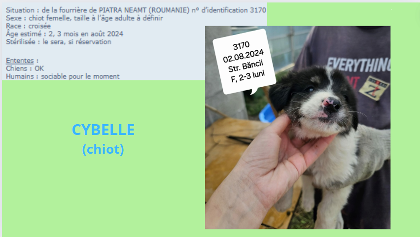 CYBELLE, 3170, chiot F X, taille adulte à définir (PIATRA/FOURRIERE) - urgence euthanasie Cybell10