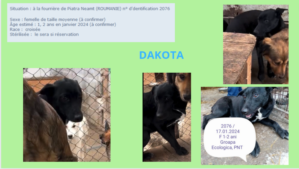 DAKOTA, 2076, F X, TAILLE MOYENNE (PIATRA/FOURRIERE) Dakota11