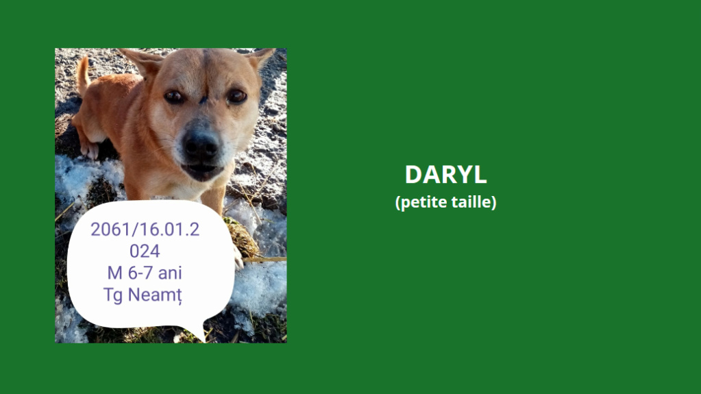 daryl - DARYL JUMPER, 2061, M X, PETITE TAILLE (PIATRA/FOURRIERE), réservé par Cent Pas Daryl10