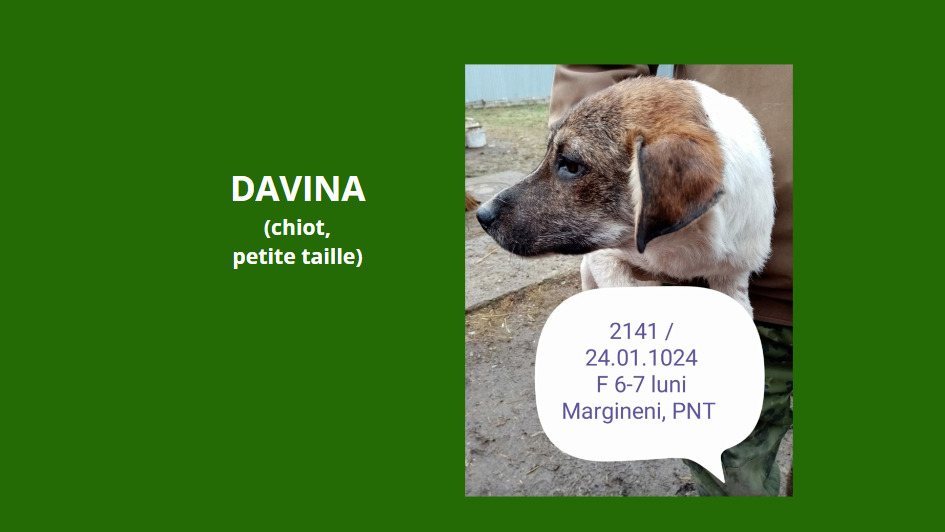 DAVINA, 2141, chiot F X, née en 2023, taille adulte à définir (PIATRA/FOURRIERE) Davina10