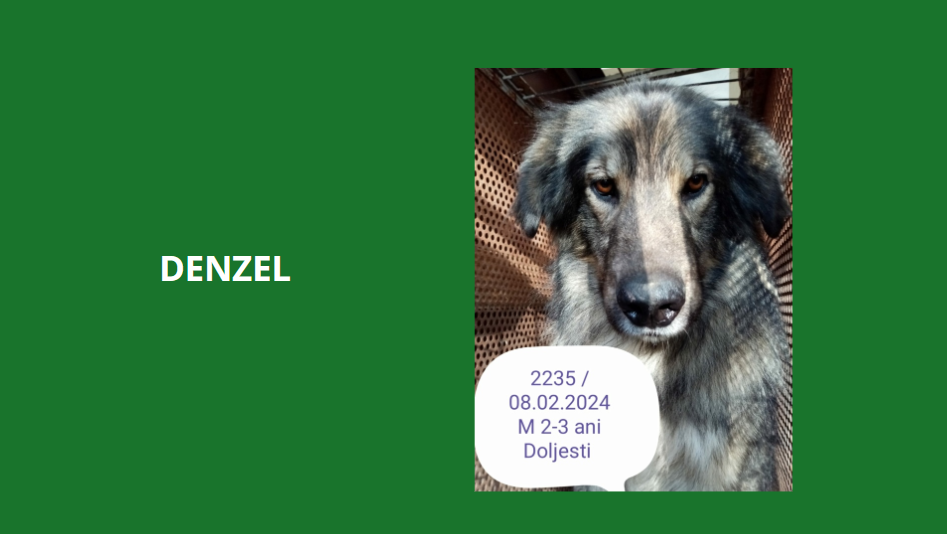 DENZEL, 2235, M X, TAILLE MOYENNE (PIATRA/FOURRIERE) Denzel10