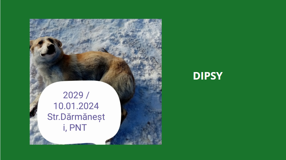 DIPSY, 2029, M X TAILLE MOYENNE (PIATRA/FOURRIERE) Dipsy10