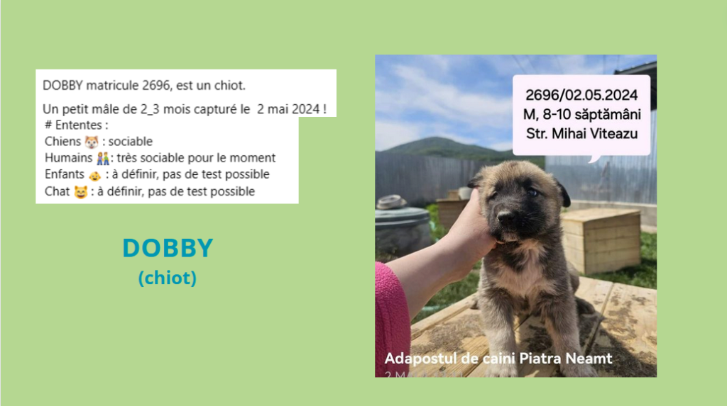 Avril 2024 : les p'tits gars en urgence euthanasie - Page 7 Dobby10