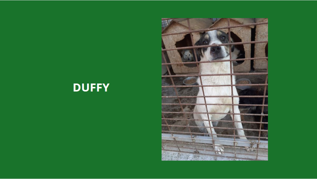 Septembre 2023 : Extrême Urgence euthanasie à la fourrière de PIATRA : les p'tits gars à sauver  Duffy10