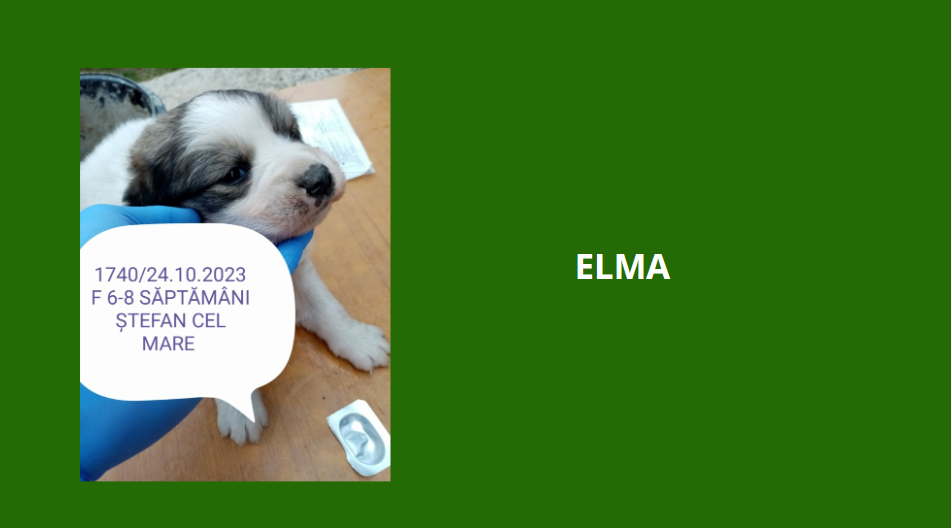 janvier 2024 : les fifilles en extrême urgence euthanasie  - Page 3 Elma210